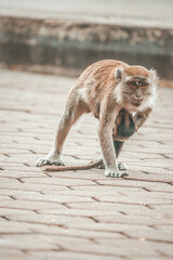 protective monkey mom holding her baby while crossing the street