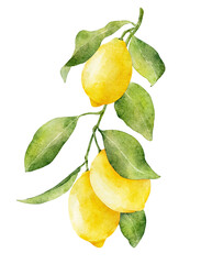 Branch with lemons isolated on white. Hand drawn watercolor illustration.
