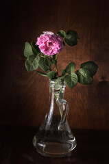 rosehip flower in a jug on a dark wooden background