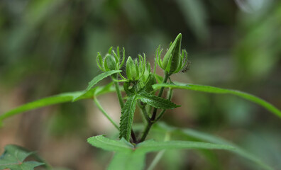 close up of a plant  bground  blur