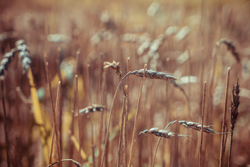 Ears of wheat on the field