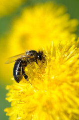 Bee feeding on nectar on yellow flower of dandelion, Taraxacum