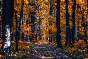 colorful path in autumn forest