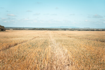 Ears of wheat on the field