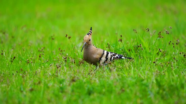 The Eurasian Hoopoe belongs to the Upupidae family. It is a bird with short legs, a long and slightly curved bill, and a long triangular tail. It feeds on the wolves it catches by scratching the soil.
