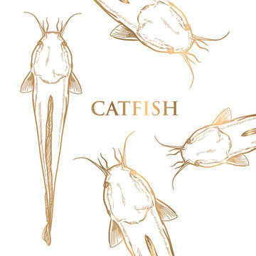 vector painted catfish with golden strokes on white background