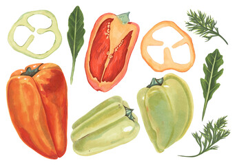 A collection of peppers of different colors. Whole fruits, pieces of pepper, arugula, dill. Hand-drawn. Marker Art