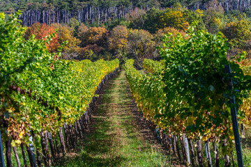 Fototapeta na wymiar colorful autumn vineyards rows .