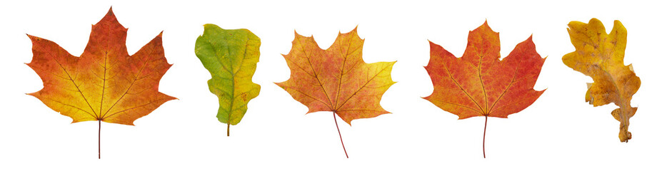 Collection of autumn leaves isolated on white background. High resolution. 
