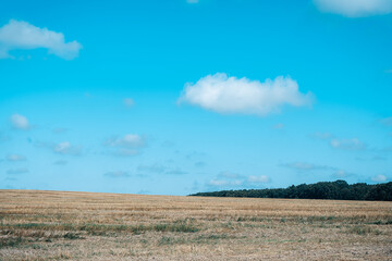 Ears of wheat on the field