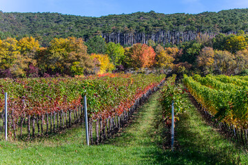 Fototapeta na wymiar colorful autumn vineyards landscape