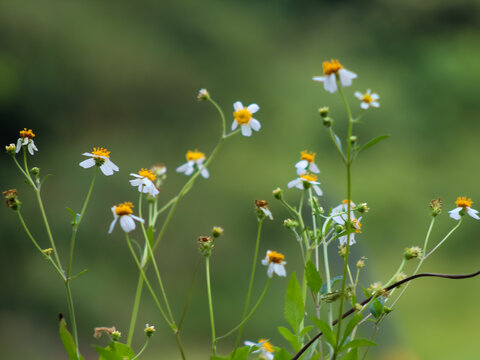 small white flowers commonly called Bidens alba. Flowers belonging to the Asteraceae family, are best known as shepherd's needle, beggar's needle, Spanish needle or butterfly needle.