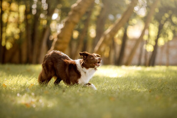 Border Collie dog at the park. Walking with dog. Lifestyle pet photo. Dog portrait. 