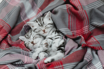 Britisch Kurzhaar Kätzchen schlafen, Katzen