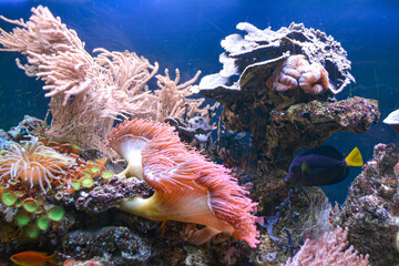 Underwater reef ocean marine life anemone. High quality photo