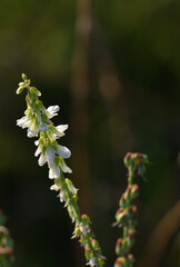Fototapeta premium white melilot flowers