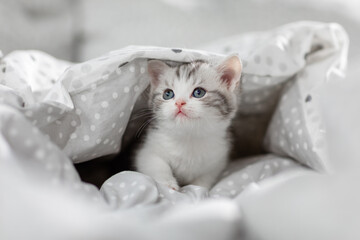 Britisch Kurzhaar Kätzchen im Bett