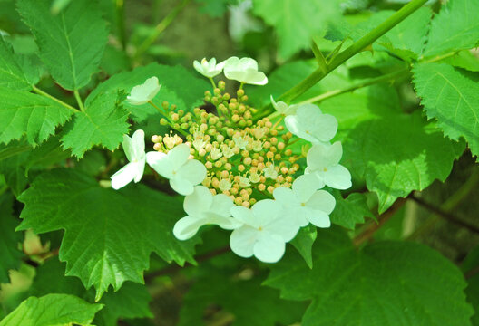 Guelder rose, a branch of white flower of Viburnum Opulus in the spring close up