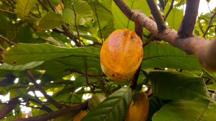 Cacao hanging on the tree, on a cocoa plantation in Indonesia. Cacao harvesting theme.