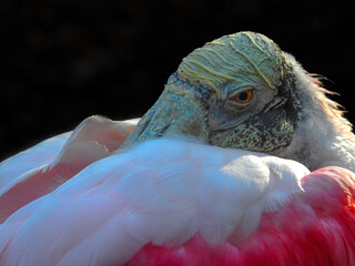 Close up of Roseate Spoonbill Resting