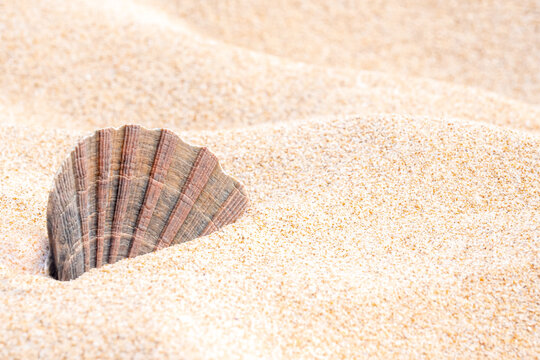 A close up of a decorative scallop shell stuck in beige fine sand on the beach in summer season with copy space on the right side and selective focus on the seashell in the left middle of the image.