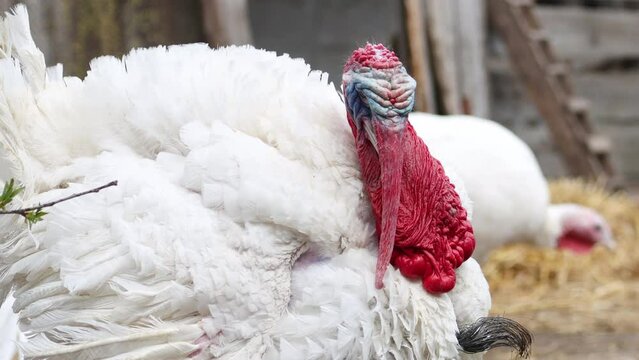 thanksgiving white turkey walks in the backyard