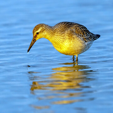 Knutt, Calidris canutus, in der Abendsonne am Dar&szlig;er Nordstrand bei Prerow, Mecklenburg-Vorpommern, Deutschland