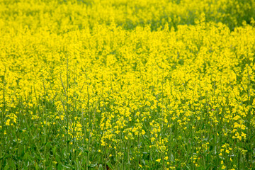 Gelb blühendes Rapsfeld