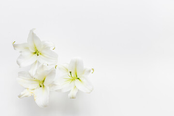 White liles flowers. Mourning or funeral background