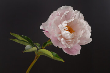 Light pink peony flower with yellow center isolated on black background.