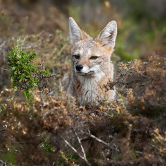 Pampas Grey fox in Pampas grass environment, La Pampa province, Patagonia, Argentina.