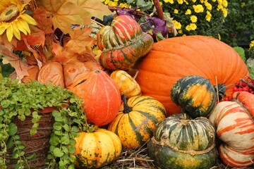 Colourful organic pumpkins and gourds on agricultural fair. Harvesting autumn time concept. Garden fall natural plant. Thanksgiving halloween decor. Festive farm rural background. Vegetarian food