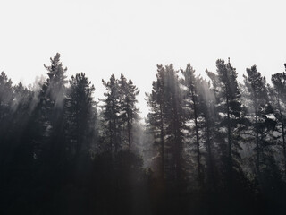 Spruce forest between clouds and sunbeams, view from below.
