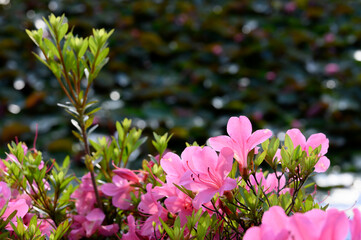 ピンクのツツジの花