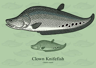 Fototapeta premium Clown Knifefish. Vector illustration with refined details and optimized stroke that allows the image to be used in small sizes (in packaging design, decoration, educational graphics, etc.)