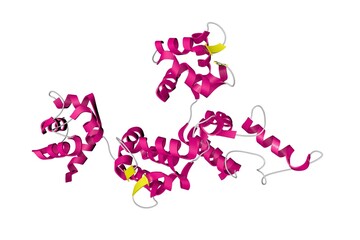 Recombinant human calcyphosine, a novel EF-hand-containing protein. Ribbons diagram in secondary structure coloring based on protein data bank entry 3e3r. 3d illustration