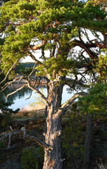 Old pine tree on a rocky island in the archipelago in summer