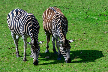 Naklejka na ściany i meble Plains zebra known as the common or maneless zebra, equus quagga borensis or equus burchellii - Kenya