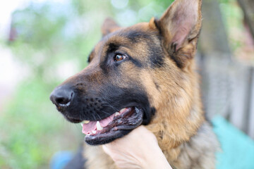 Beautiful German Shepherd dog plays with the owner's hand. German Shepherd puppy plays with the owner, licking his hand