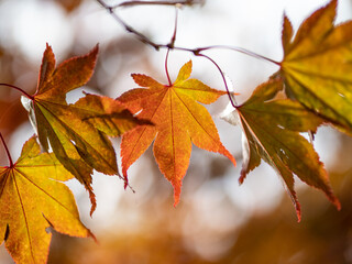 autumn maple leaves in the sunshine