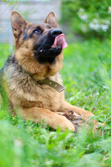 Beautiful German Shepherd dog is playing in the grass with flowers. German Shepherd puppy frolics in the grass, playing with flowers.