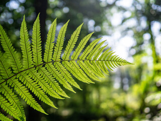 fern leaves in forest in sunshine. - obrazy, fototapety, plakaty