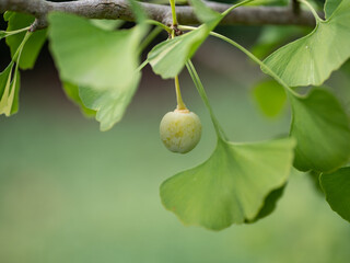 green Ginkgo leaves and fruits in the sunlight