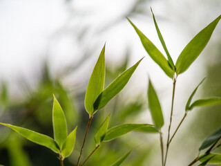 Fototapeta premium bamboo leaves in the sunlight
