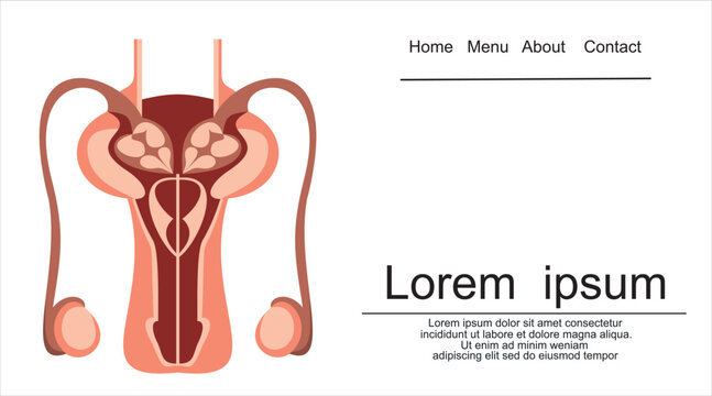 Male Reproductive System Vector Diagram On white Background