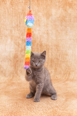 Grey kitten is playing with a bright toy in the form of a rainbow caterpillar. Light background, kitten grabs toy with front paws