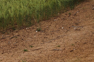 Cracked, dry red soil on agricultural land with small wheat stalks at the field edge. Concept for climate change, drought, crop resistance, food habits, resilient crops (Sidmouth, Devon, England)