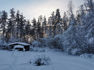 A dark one-story wooden house - a round log bathhouse in the snow among snow-covered trees against the backdrop of a winter sunset.
