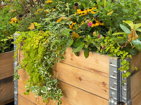Blumen in einem Hochbeet