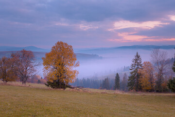 Beautiful autumn scenery of foggy valley at Carpathian mountains at early morning before sunrise. Grass hill with yellow trees in the foreground.
